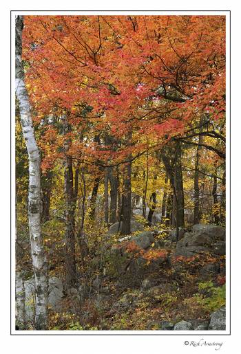 Fall Color 5.jpg